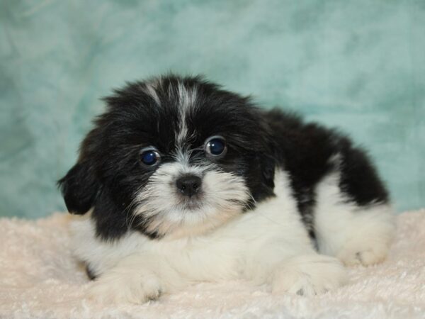 Shih Tzu DOG Female Black / White 20037 Petland Rome, Georgia