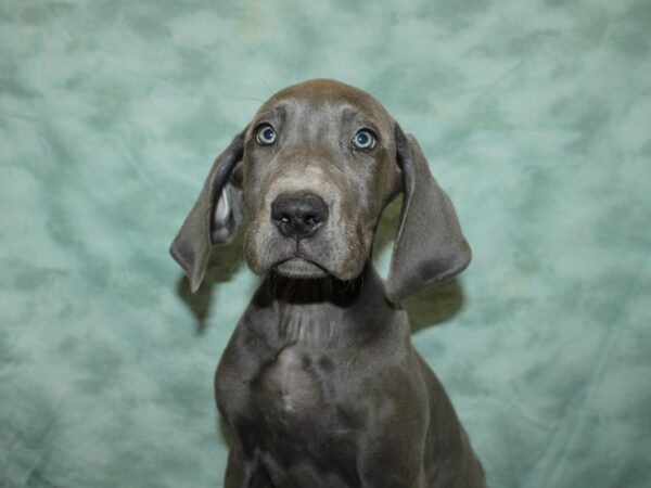 Great Dane DOG Female Blue 20053 Petland Rome, Georgia