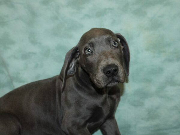 Great Dane-DOG-Male-Blue-20054-Petland Rome, Georgia