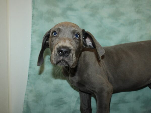 Great Dane-DOG-Male-Blue-9224-Petland Rome, Georgia