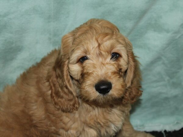 Comfort Goldendoodle DOG Male Golden 20050 Petland Rome, Georgia