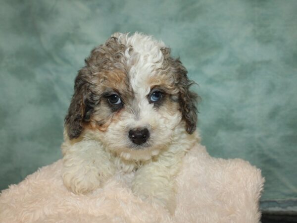 Bernadoodle DOG Male BLUE MERLE PARTI 20041 Petland Rome, Georgia