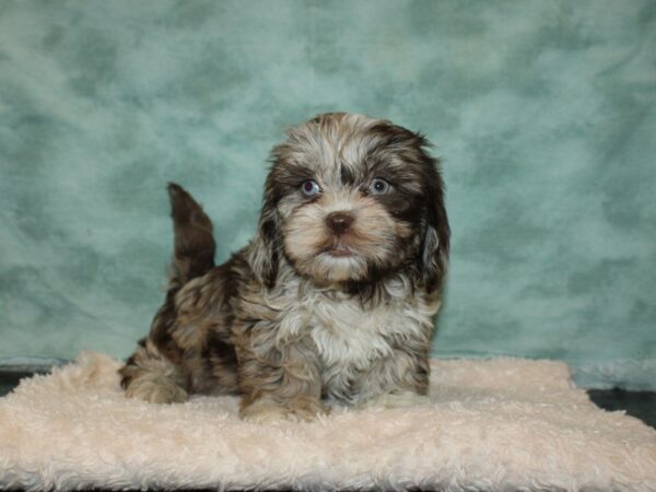 Daisy Dog-DOG-Female-Choc merle-20043-Petland Rome, Georgia