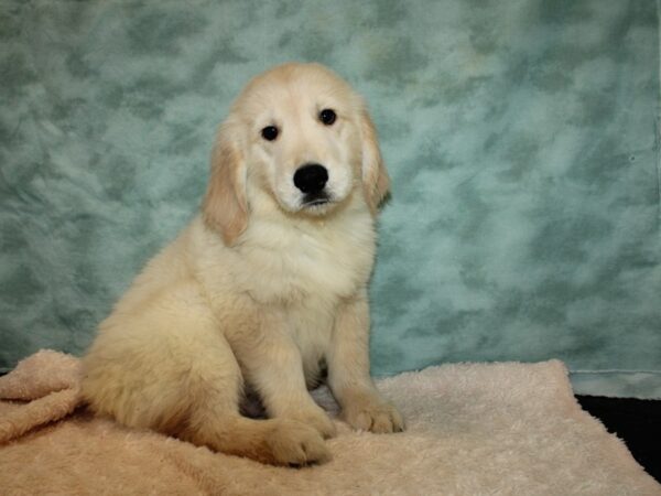 Golden Retriever DOG Male Gold 20044 Petland Rome, Georgia