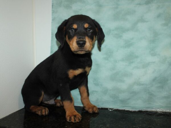 Rottweiler DOG Male Black & Tan 20038 Petland Rome, Georgia