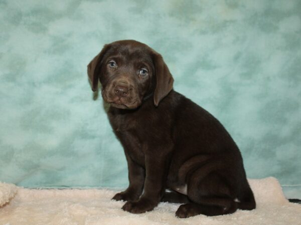 Labrador Retriever DOG Female Chocolate 20045 Petland Rome, Georgia