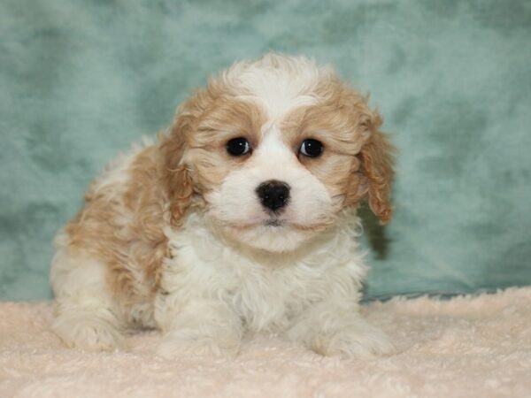 Cavachon-DOG-Female-BLENHEIM-9223-Petland Rome, Georgia