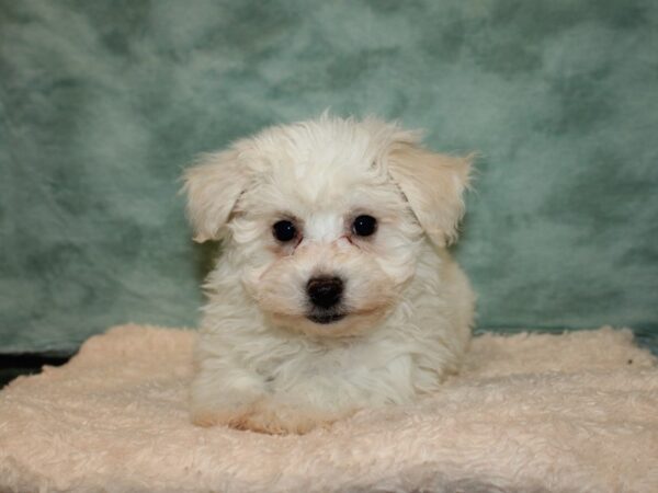 Bichon Frise DOG Female WHITE 9220 Petland Rome, Georgia