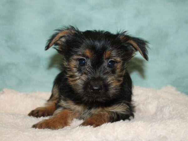 Morkie-DOG-Female-BLK TAN-9218-Petland Rome, Georgia