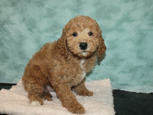 F2 MINI GOLDENDOODLE DOG Male Red 9221 Petland Rome, Georgia