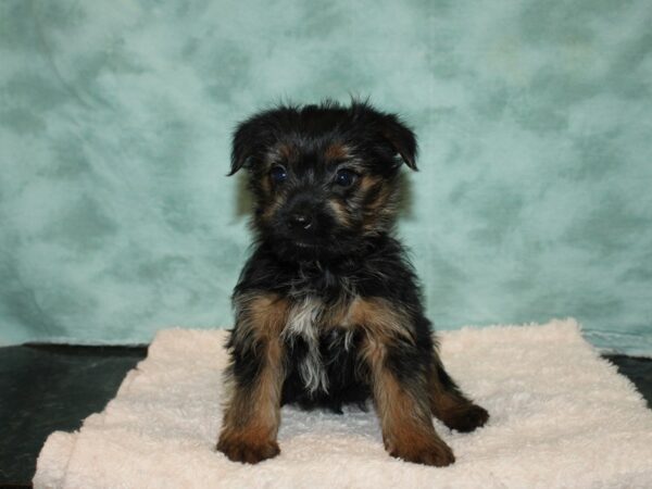 Morkie-DOG-Female-BLK TAN-9219-Petland Rome, Georgia