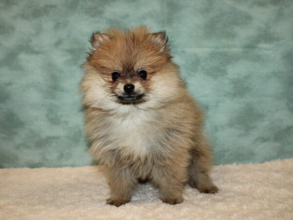 Pomeranian DOG Male Black / Tan 20056 Petland Rome, Georgia