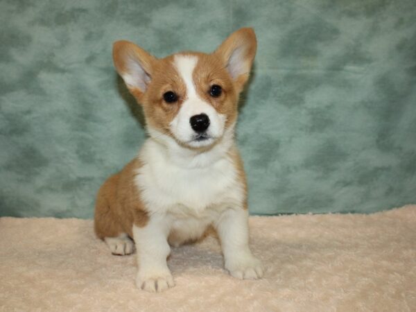 Pembroke Welsh Corgi DOG Female Red / White 9229 Petland Rome, Georgia