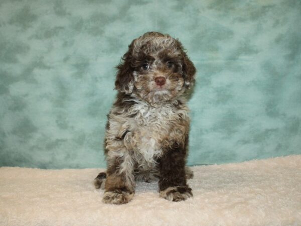 Cock A Poo DOG Male Chocolate Roan 9231 Petland Rome, Georgia