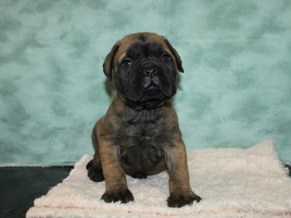 Bullmastiff-DOG-Male-Red fawn-20070-Petland Rome, Georgia