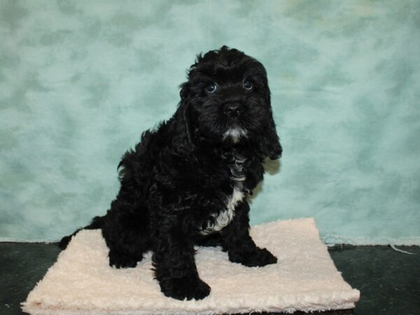 Cockadoodle DOG Male blk 9236 Petland Rome, Georgia