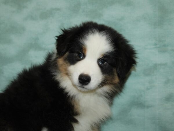 Miniature American Shepherd DOG Male Black White / Tan 9228 Petland Rome, Georgia