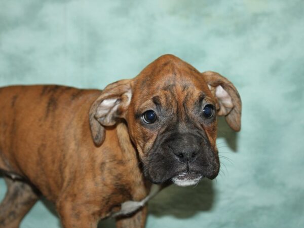 Boxer DOG Female Brindle with Black Mask 20061 Petland Rome, Georgia