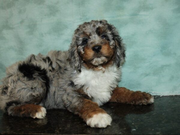 F2 St AussieDoodle-DOG-Female-Party Merle-20062-Petland Rome, Georgia