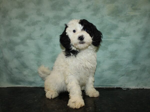 Portuguese Water Dog-DOG-Male-Black & White-20058-Petland Rome, Georgia