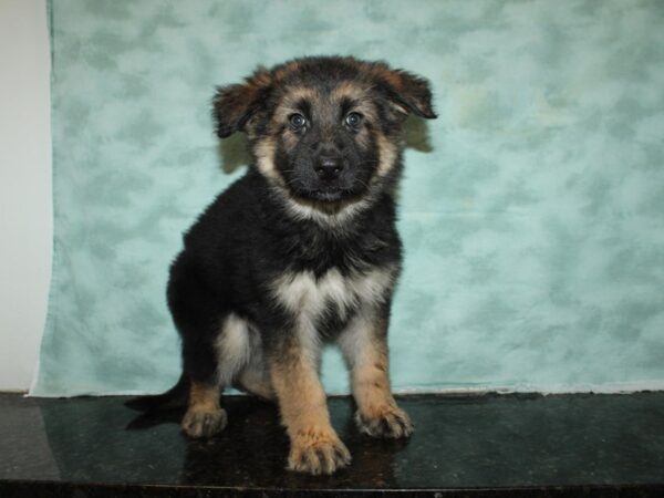 German Shepherd-DOG-Female-Black & Tan-20060-Petland Rome, Georgia