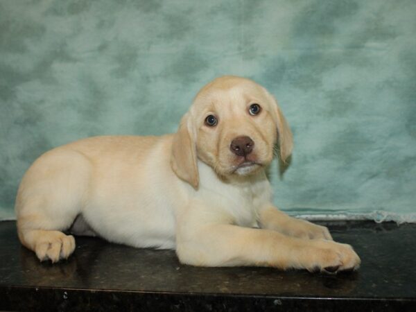 Labrador Retriever DOG Female Yellow 20059 Petland Rome, Georgia