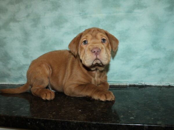 Mini Hippo DOG Male BRN 9240 Petland Rome, Georgia