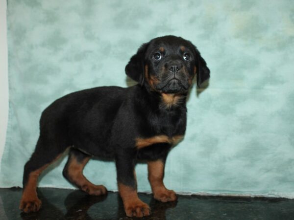 Rottweiler-DOG-Female-Black & Tan-9234-Petland Rome, Georgia