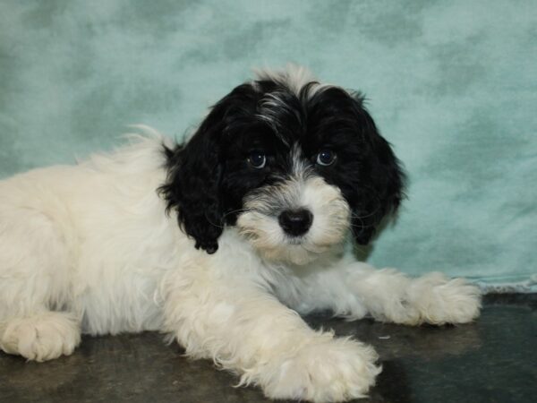 Portuguese Water Dog-DOG-Female-Black & White-9233-Petland Rome, Georgia