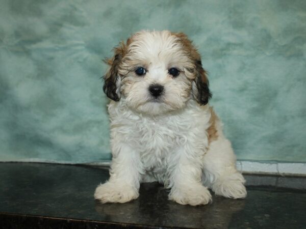 Daisy Dog DOG Male BRN WH 20075 Petland Rome, Georgia