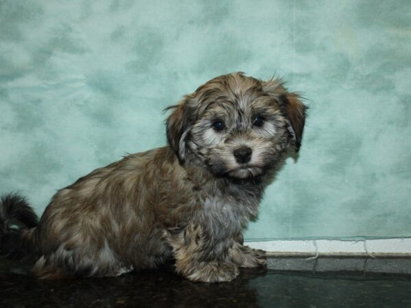 Havanese-DOG-Female-blk Brindle-20072-Petland Rome, Georgia