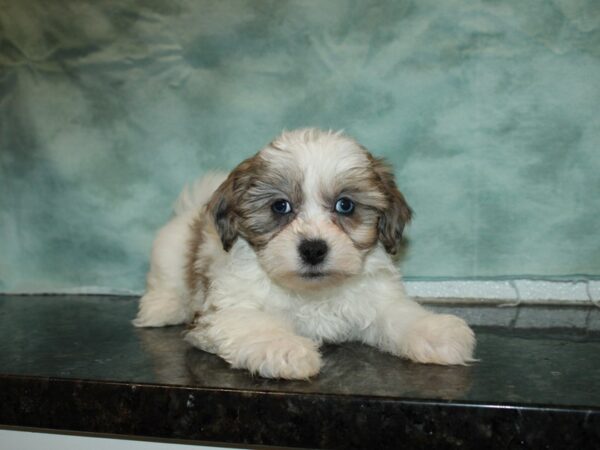 Marshmellow DOG Male Brown wh 20074 Petland Rome, Georgia