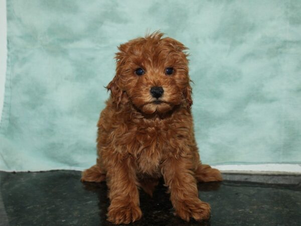 F1 B Mini Goldendoodle-DOG-Female-Red-20078-Petland Rome, Georgia