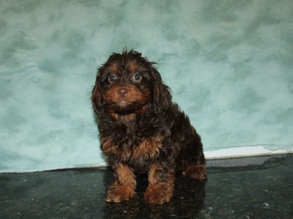 Doxiepoo-DOG-Female-Chocolate-20080-Petland Rome, Georgia