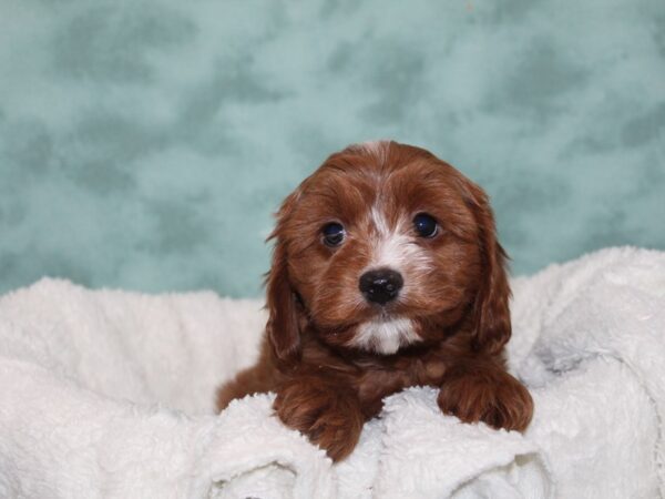 Cavapoo DOG Male RED 9245 Petland Rome, Georgia