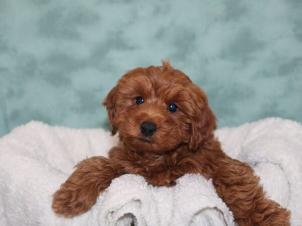 F1 B Mini Goldendoodle-DOG-Male-Red-9248-Petland Rome, Georgia