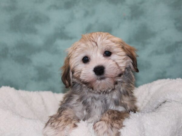 Havanese DOG Female blk Brindle 9246 Petland Rome, Georgia