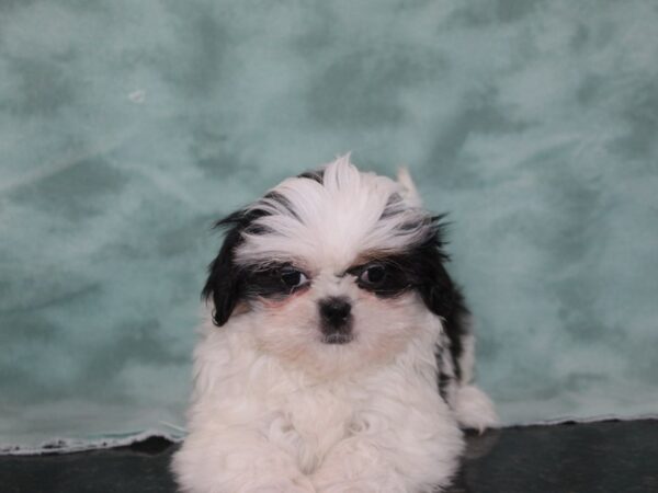 Maltipoo-DOG-Female-BROWN WHITE-9247-Petland Rome, Georgia