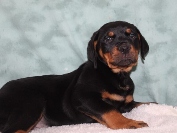 Rottweiler DOG Male Black Tan 9241 Petland Rome, Georgia