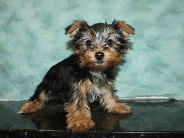 Yorkshire Terrier DOG Female BLK TAN 20091 Petland Rome, Georgia