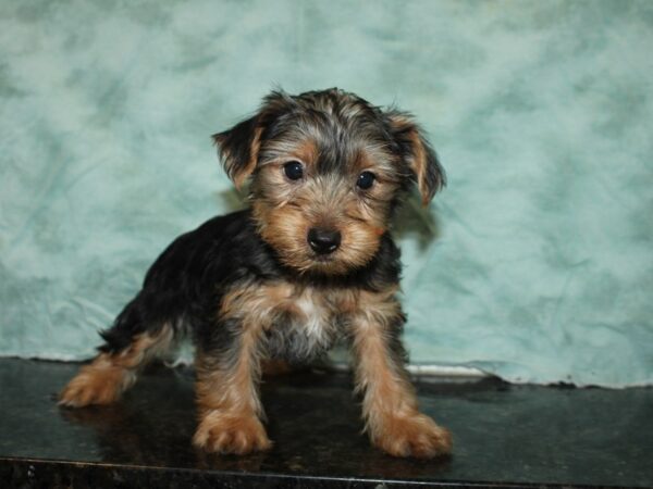 Yorkshire Terrier DOG Male BLK TAN 20093 Petland Rome, Georgia