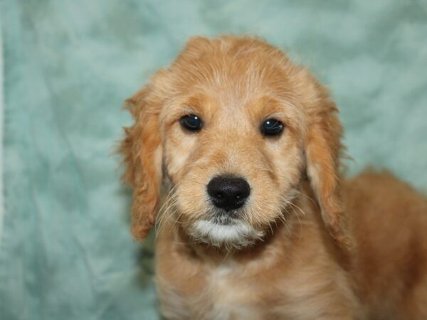 Goldendoodle Mini-DOG-Male-Golden-20085-Petland Rome, Georgia