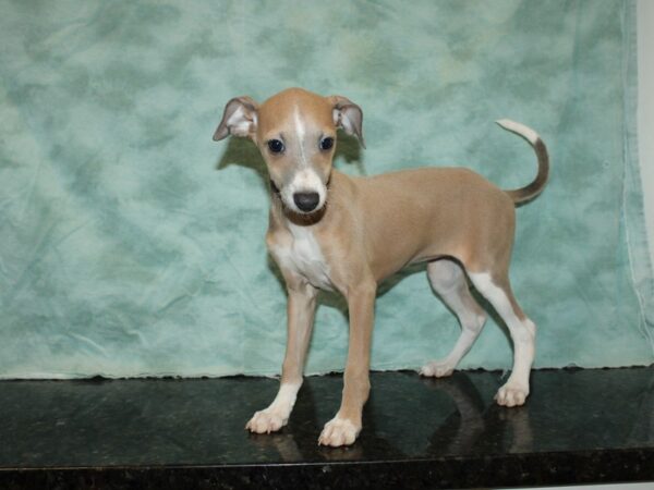 Italian Greyhound-DOG-Female-White / Blue-20083-Petland Rome, Georgia