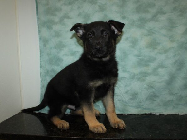 German Shepherd-DOG-Male-Black & Tan-20087-Petland Rome, Georgia