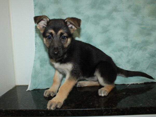 German Shepherd DOG Female Black & Tan 20086 Petland Rome, Georgia