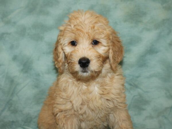 Goldendoodle DOG Female Cream 20089 Petland Rome, Georgia