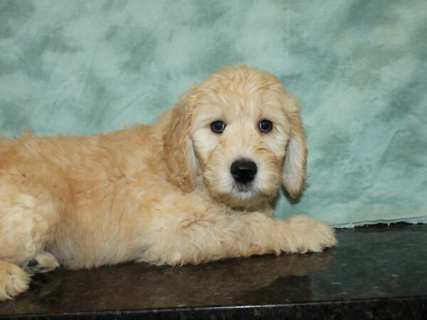 Goldendoodle-DOG-Male-Cream-20090-Petland Rome, Georgia