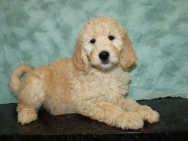 Goldendoodle DOG Female Cream 20088 Petland Rome, Georgia