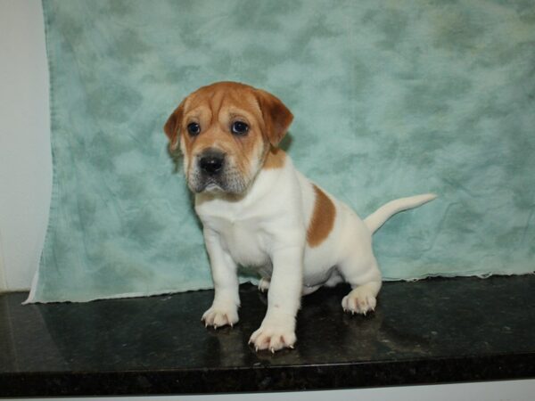 Mini Walrus-DOG-Male-Red and White-20096-Petland Rome, Georgia