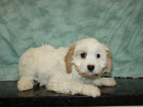 Cavachon-DOG-Female-BLENHIEM-20103-Petland Rome, Georgia